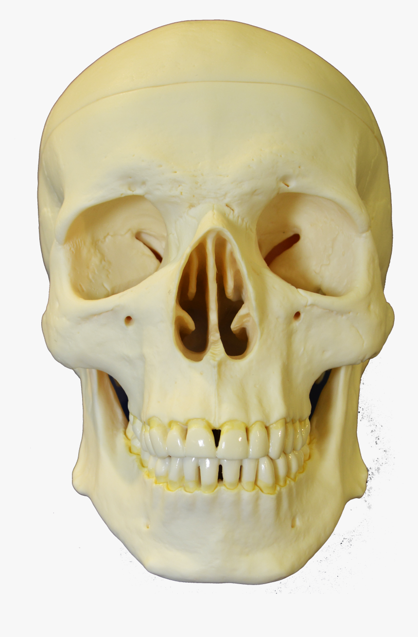 File - Skull-anterior1 - Skull, HD Png Download, Free Download