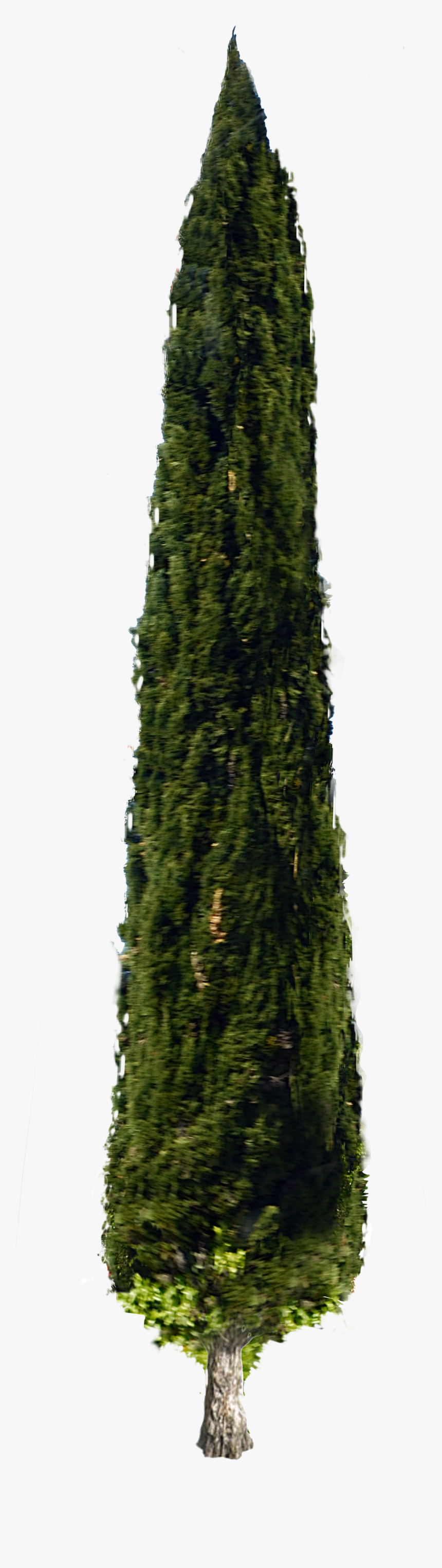 Collection Of Free Cypresses - Italian Cypress Tree Png, Transparent Png, Free Download