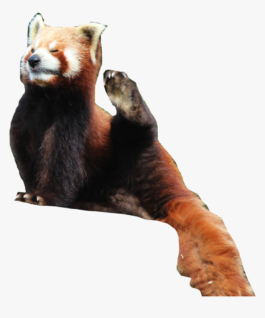 Red Panda, HD Png Download, Free Download