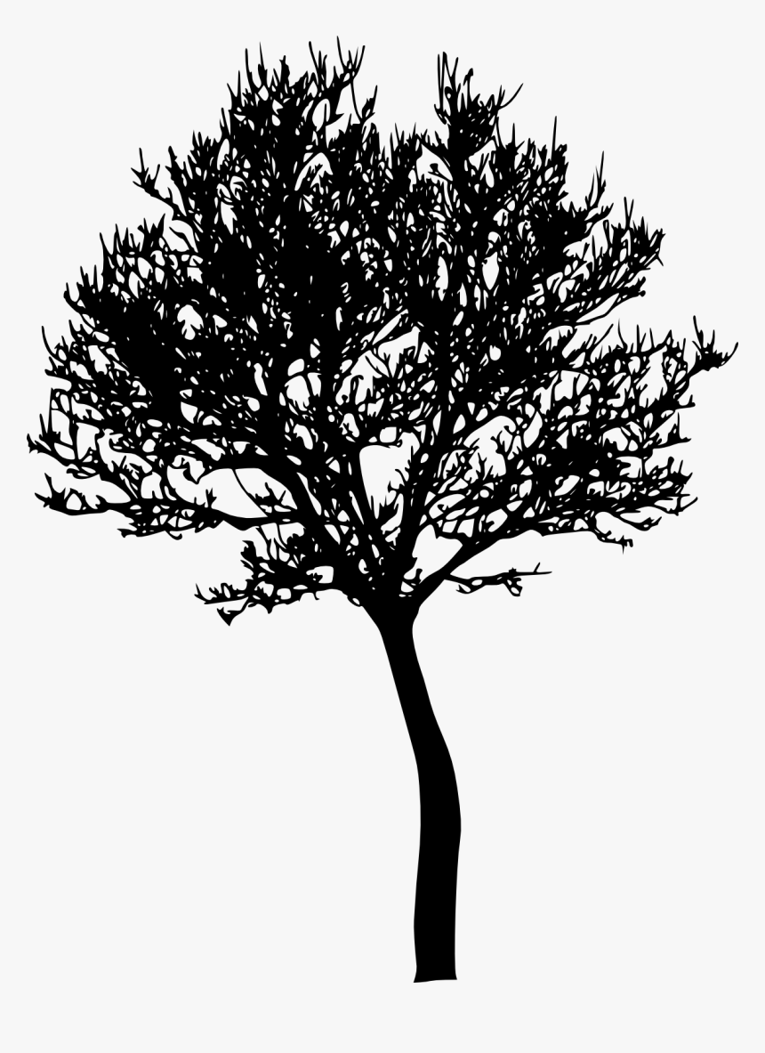 Tree Photography Silhouette - Portable Network Graphics, HD Png Download, Free Download
