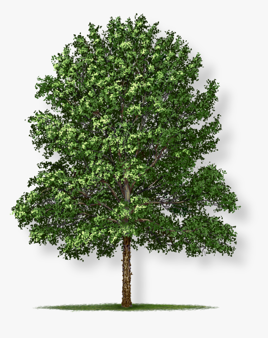 National Tree Of Canada, HD Png Download, Free Download