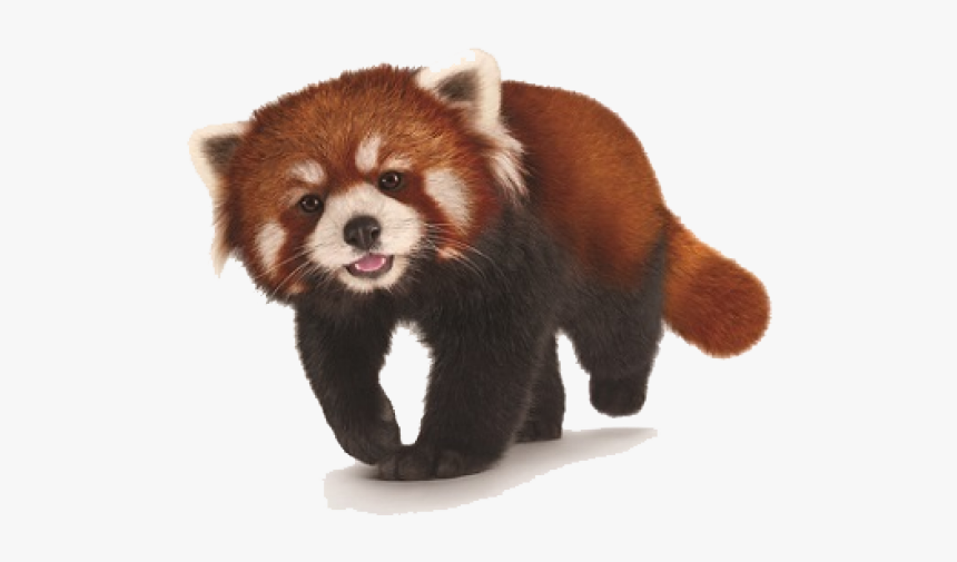 Red Panda Png, Transparent Png, Free Download