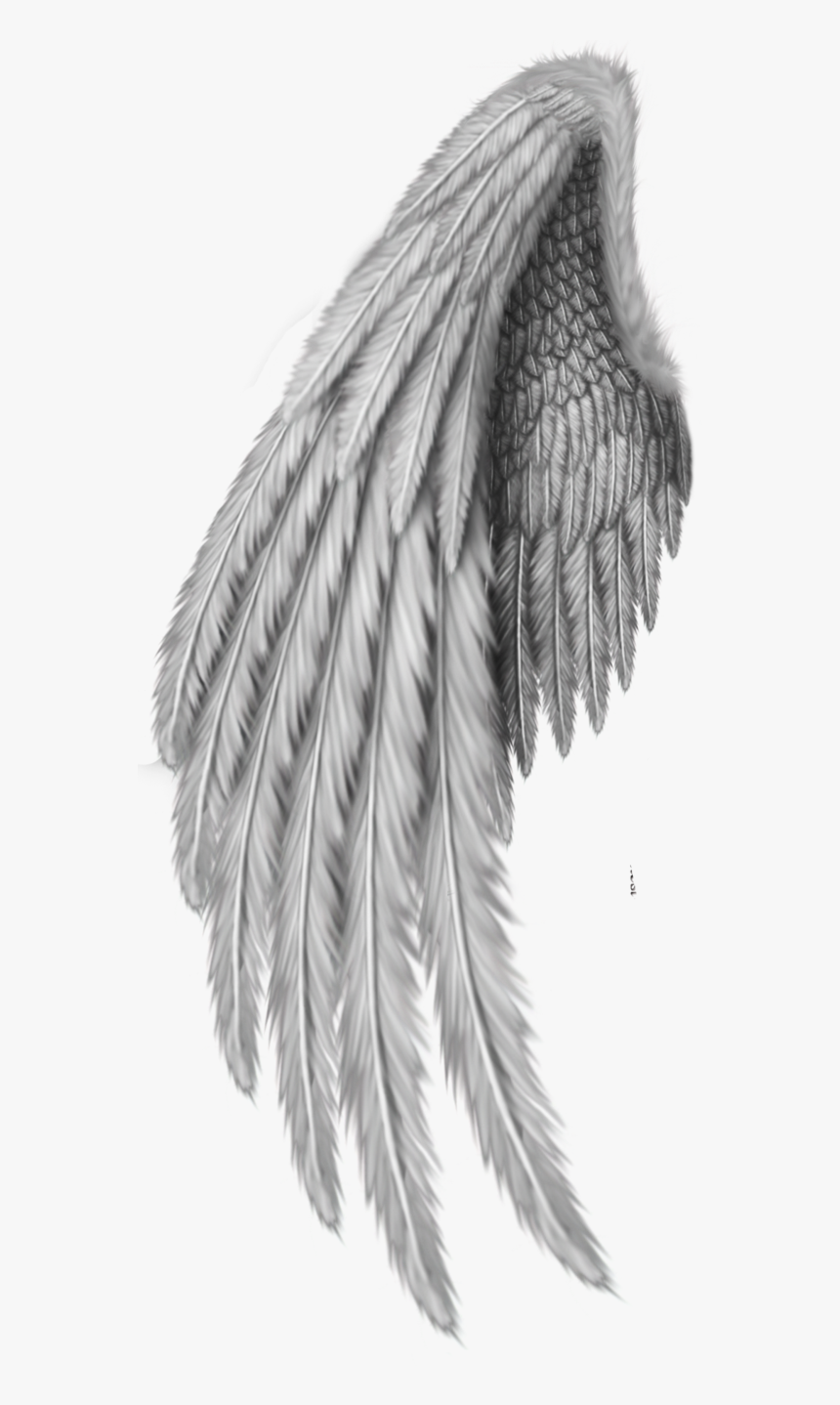 Drawing Clip Art - Realistic Angel Wings Drawing, HD Png Download, Free Download