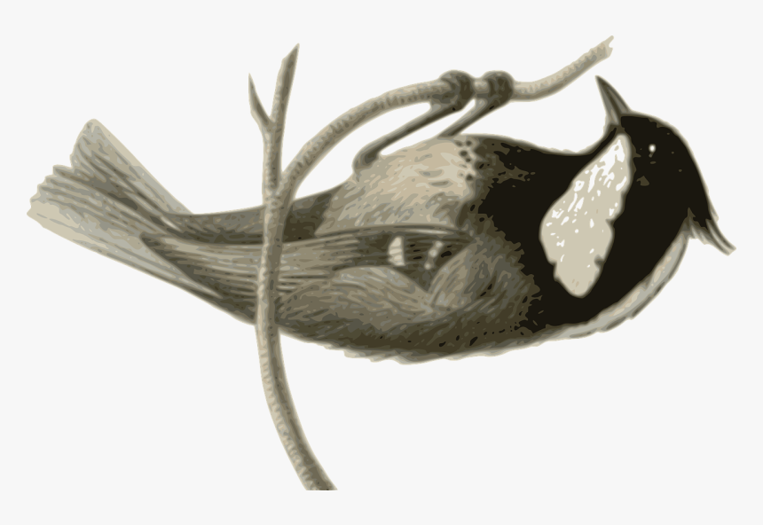 Wing,tail,beak - Illustration, HD Png Download, Free Download