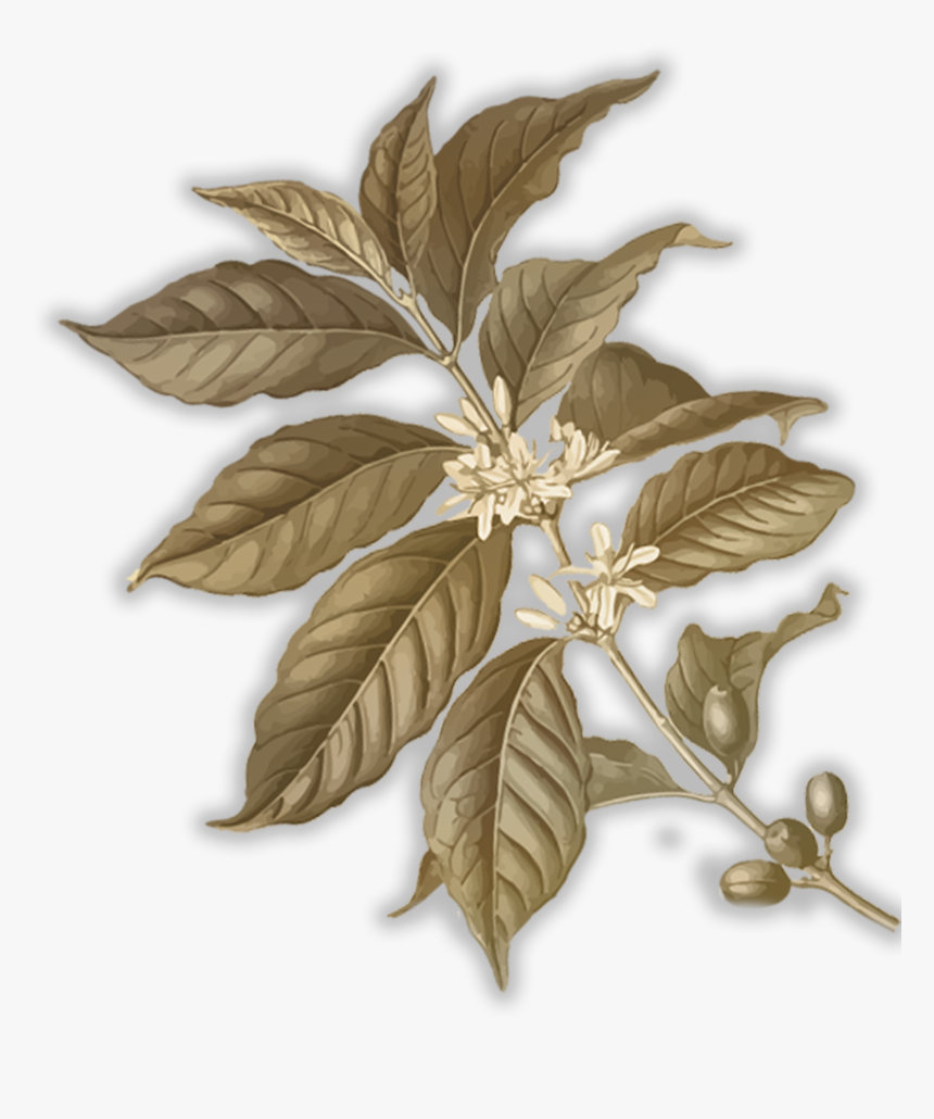 Transparent Tree Elevation Png - Ilex Decidua, Png Download, Free Download