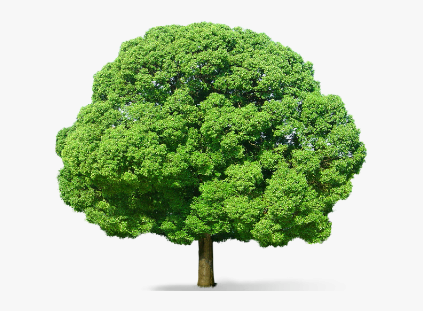 Pin By Melissa Westervelt - Big Tree Transparent Background, HD Png Download, Free Download