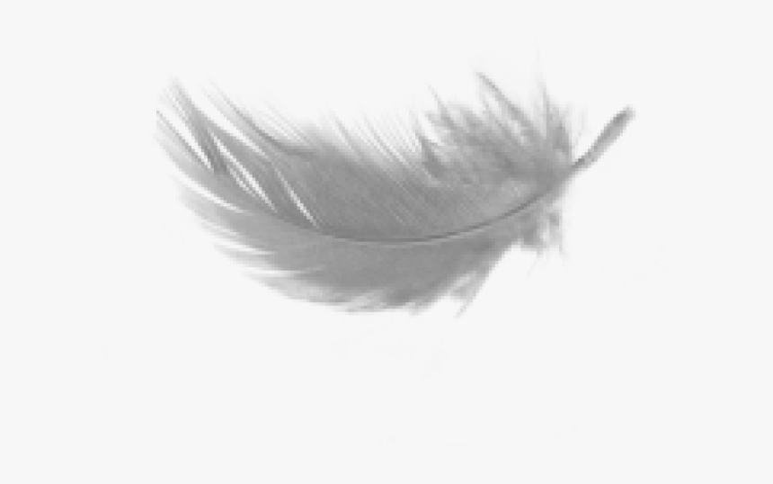 White Feather Cliparts - Transparent Background White Feather Clip Art, HD Png Download, Free Download