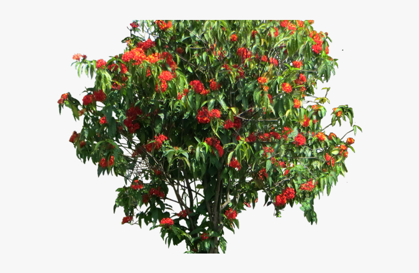 Ixora Coccinea Tree Png, Transparent Png, Free Download