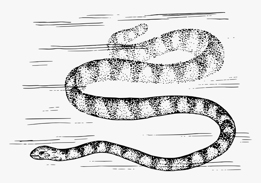 Sea Snake Clip Arts - Sea Snake Outline, HD Png Download, Free Download