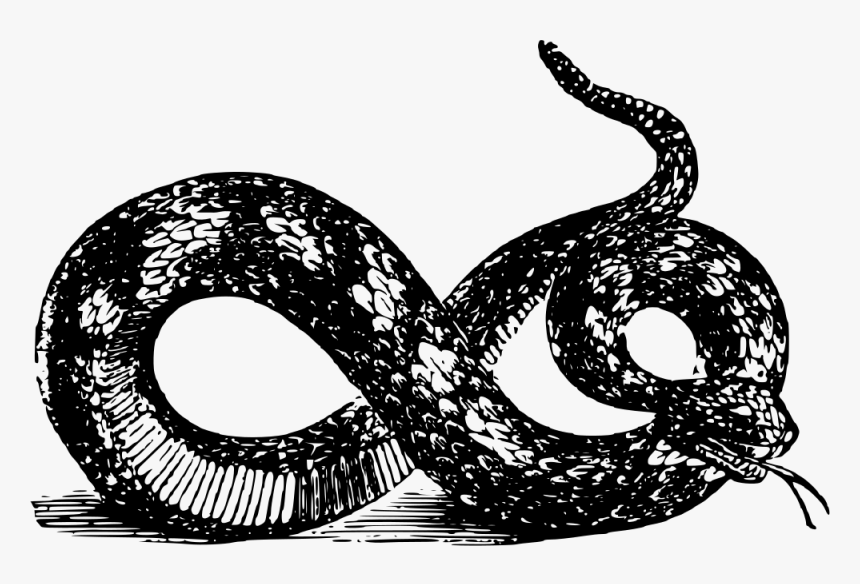 Transparent Snake Clip Art - Black And White Snake Png Hd, Png Download, Free Download