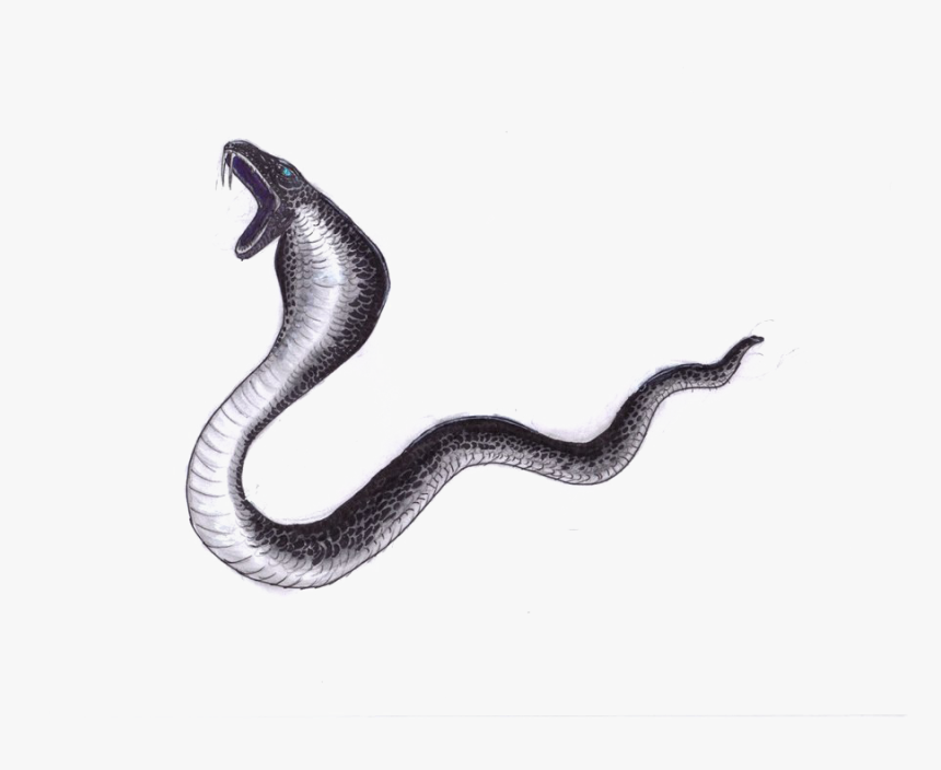 Black Mamba Png File - Black Mamba With White Background, Transparent Png, Free Download