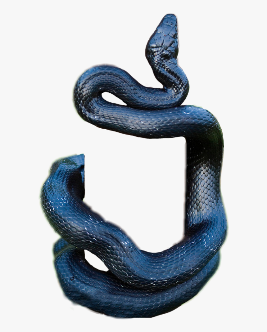 #snake #black #blackmamaba #mamba #hanging #climbing, HD Png Download, Free Download