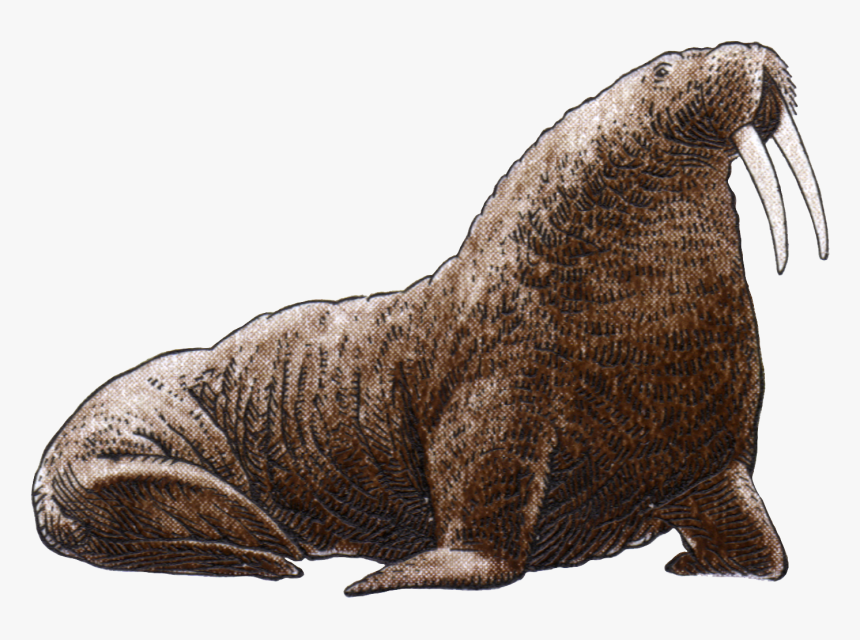 Walrus Png Image File - Walrus Png, Transparent Png, Free Download