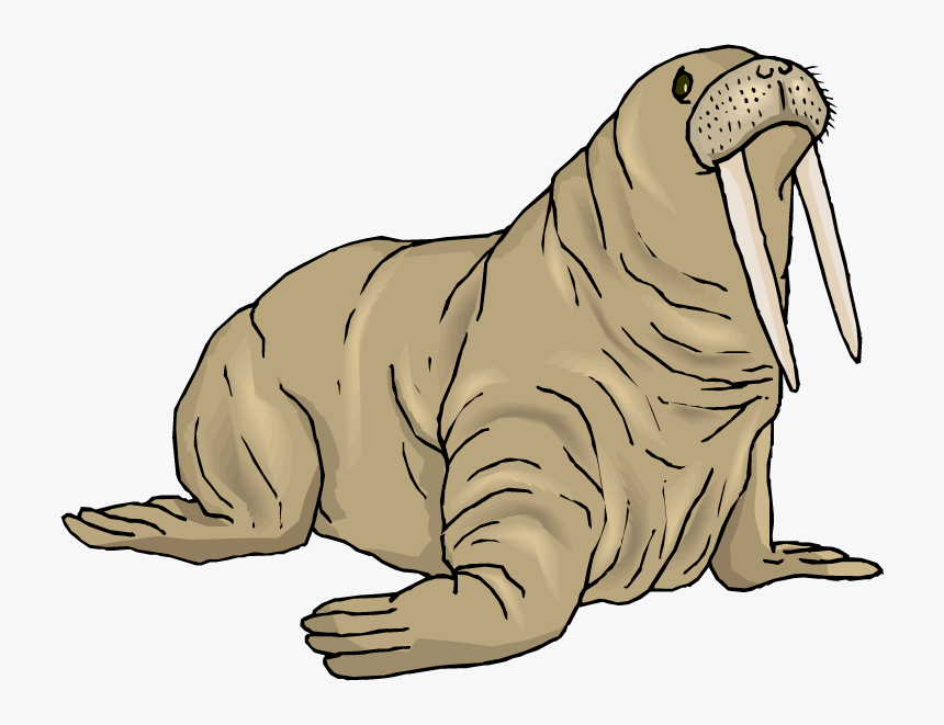 Walrus Png Background Image - Walrus Clipart Free, Transparent Png, Free Download