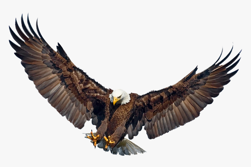 Philippine Eagle Flying Png, Transparent Png - kindpng