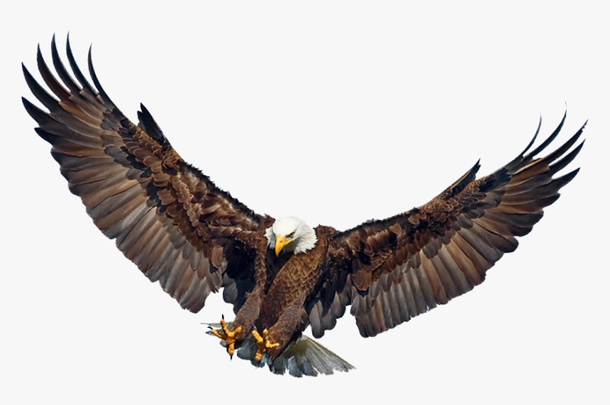 Philippine Eagle Flying Png, Transparent Png, Free Download