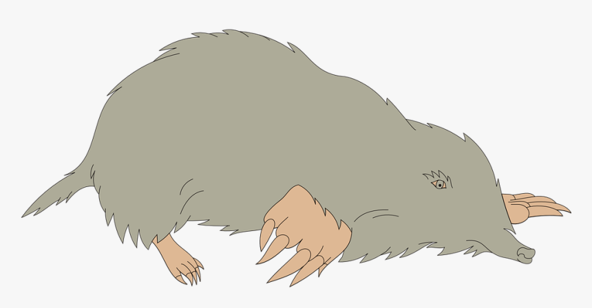 Walrus - Mole Clipart, HD Png Download, Free Download