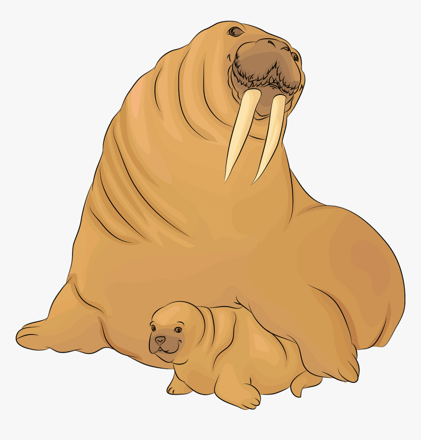 Walrus, HD Png Download, Free Download