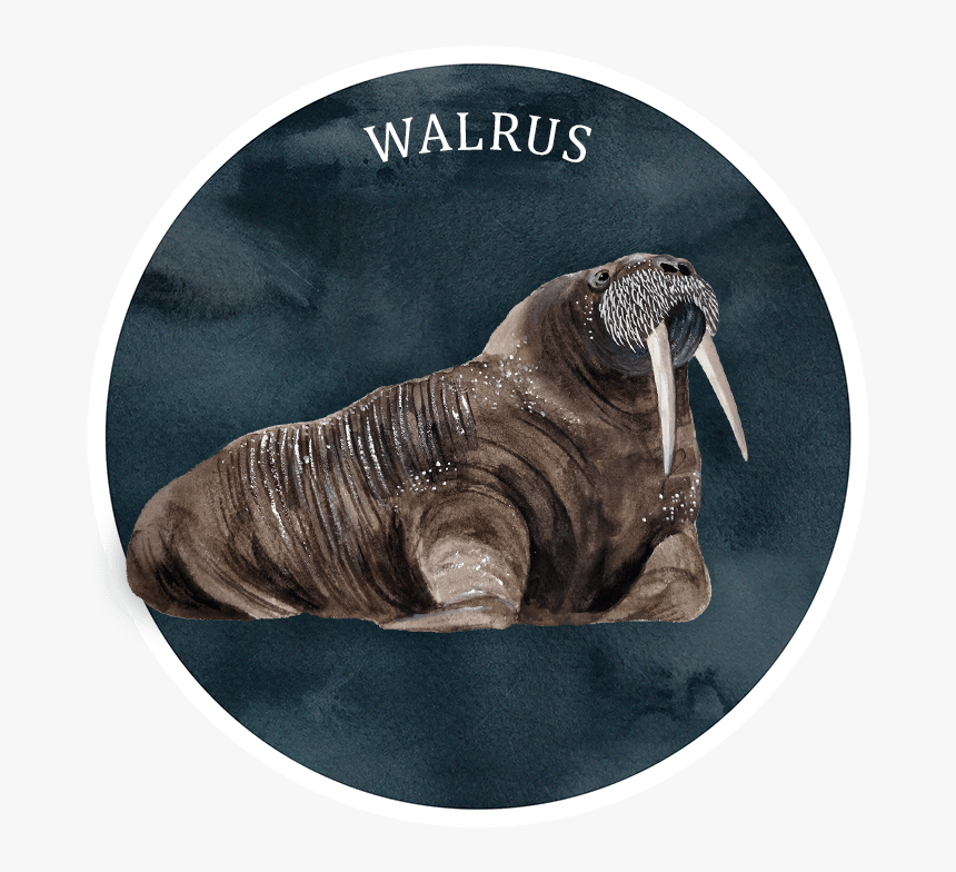 Info-walrus - Walrus, HD Png Download, Free Download