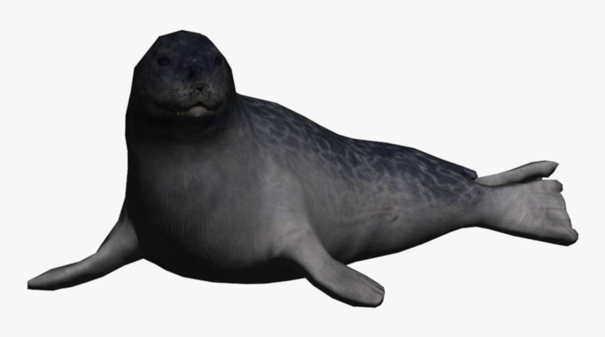 Walrus - Seal Animals Png, Transparent Png, Free Download