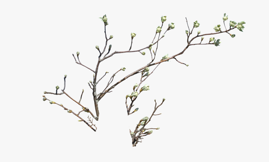 #twigs #leaves - Branches And Flowers Png, Transparent Png, Free Download