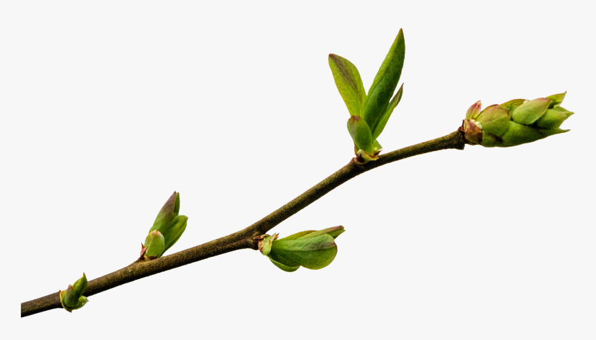 Twigs Png, Transparent Png, Free Download