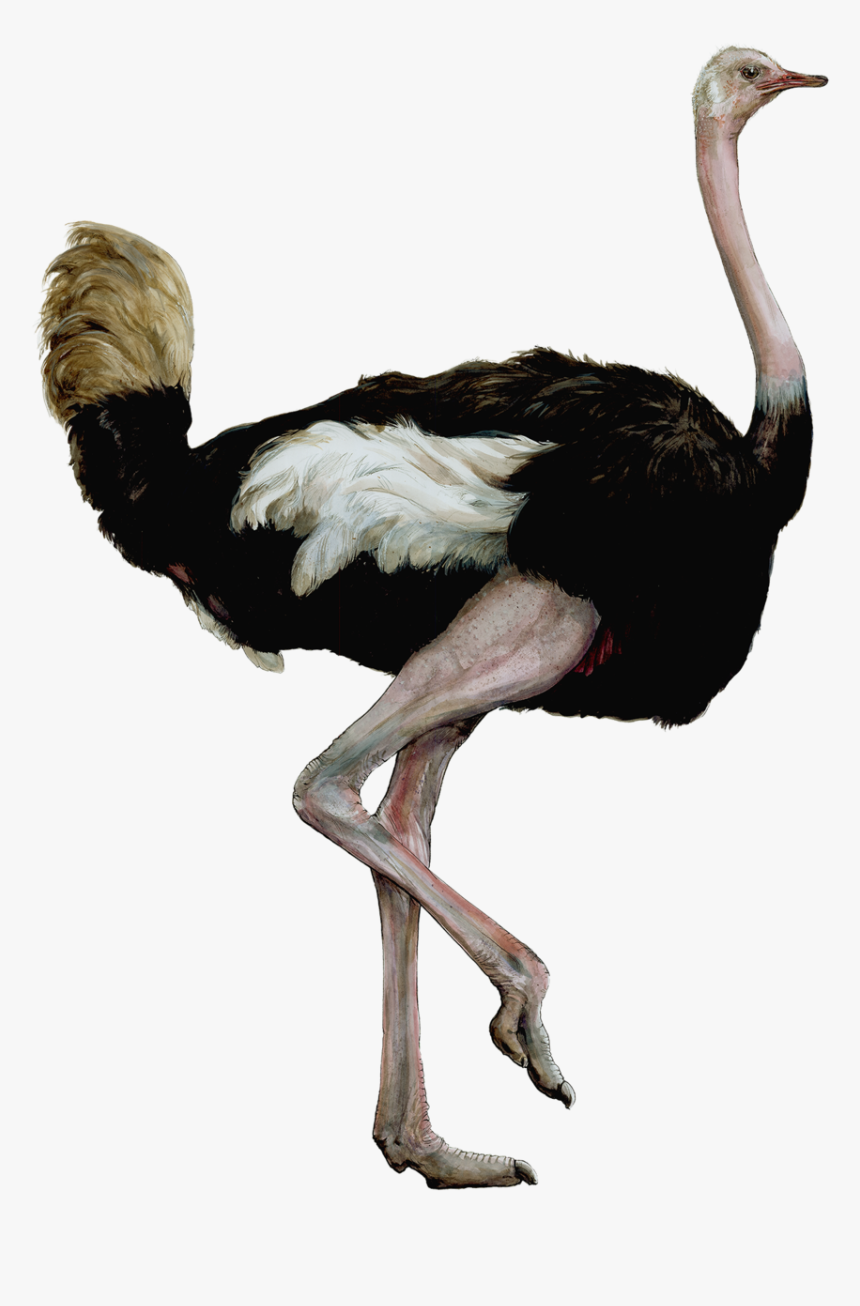 Ostrichsmaller - Ostrich Realistic Clipart, HD Png Download, Free Download
