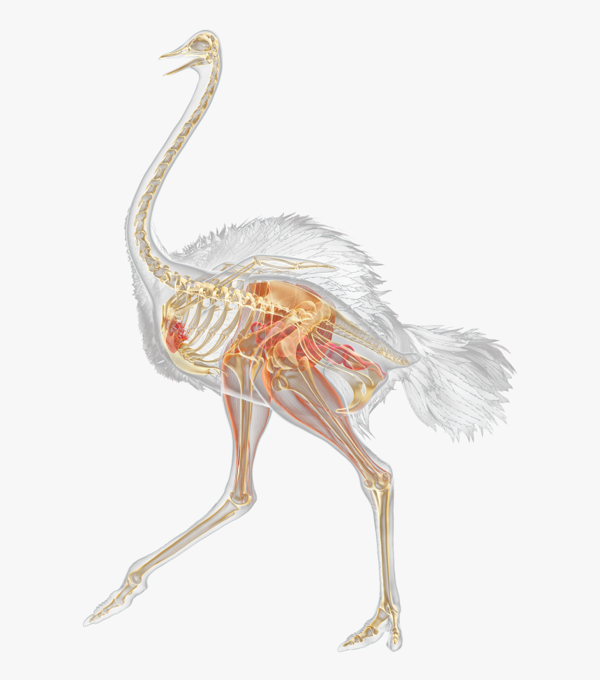 Vestigial Structures In Ostriches , Transparent Cartoons - Vestigial Structures In Ostriches, HD Png Download, Free Download