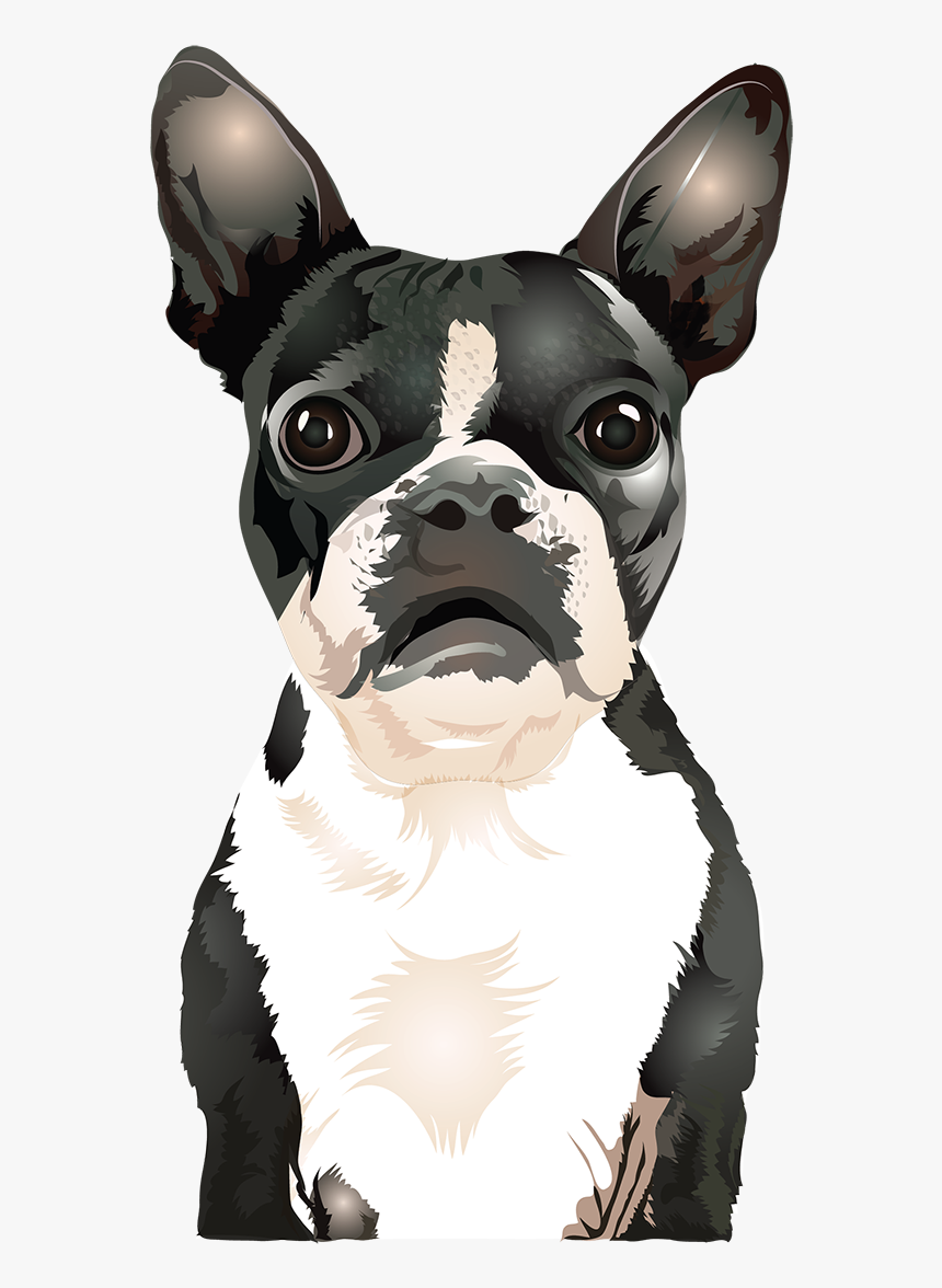 Vector Boston Terrier - Boston Terrier Vector, HD Png Download, Free Download