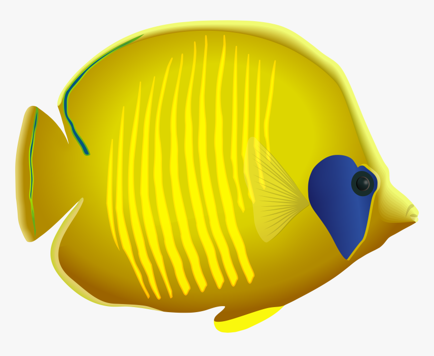 Yellow Fish Png Clipart, Transparent Png, Free Download