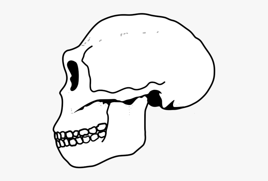 Ergaster Skull - Роа Деды Воевали, HD Png Download, Free Download