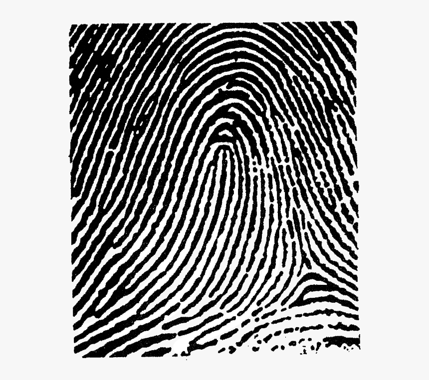 Fingerprint Transparent Left Thumb - Loop Fingerprint, HD Png Download, Free Download