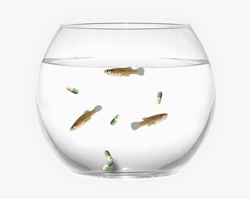 Fish Bowl - Aquarium - Aquarium, HD Png Download, Free Download