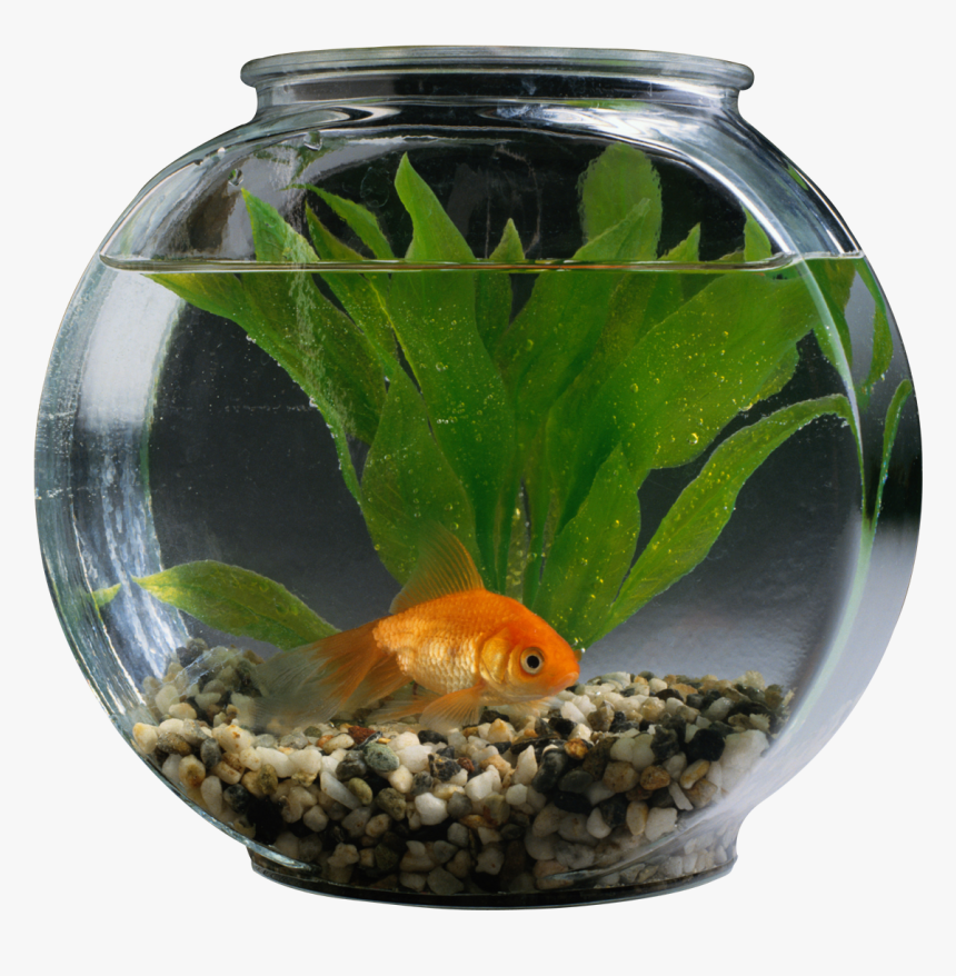 Fishbowl-image - Pet Fish In Aquarium, HD Png Download, Free Download