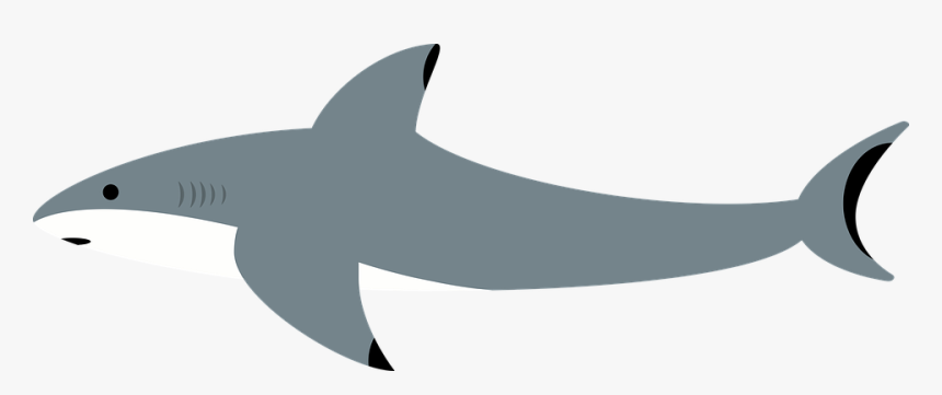 Shark, Sea, Water, Ocean, Underwater, Animal, Sharks - Shark, HD Png Download, Free Download