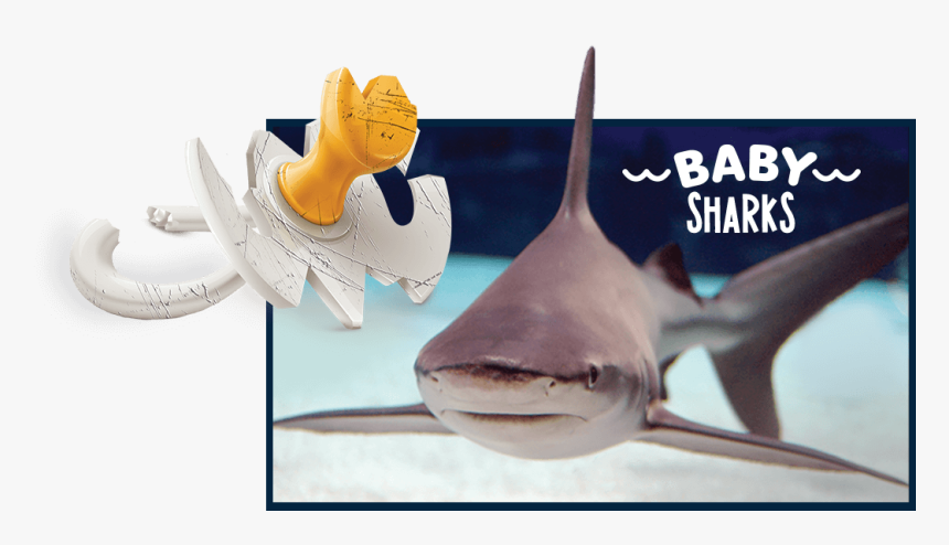 Baby Shark Summer Adventure Aquarium, HD Png Download, Free Download