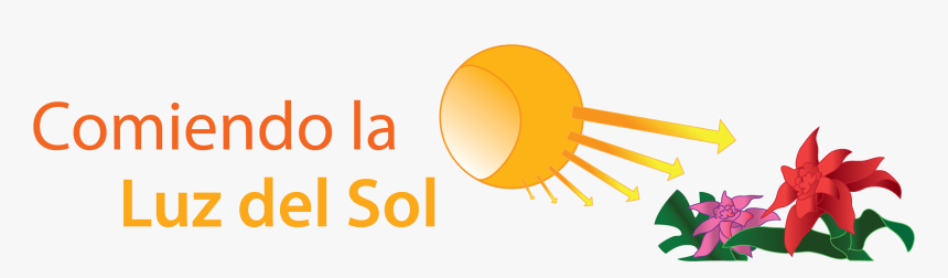 Comiendo La Luz Del Sol - Circle, HD Png Download, Free Download