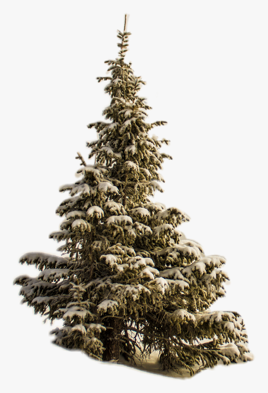 #whitechristmas #christmastree #christmas #challenge - Öko Alternativ Weihnachtsbaum, HD Png Download, Free Download
