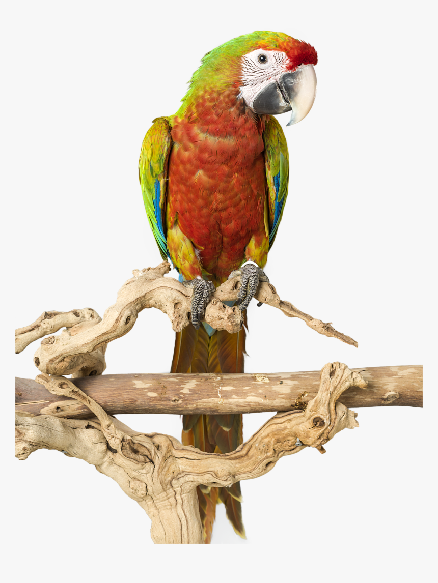 Transparent Bird Cage Png - Bird Stand Png, Png Download, Free Download