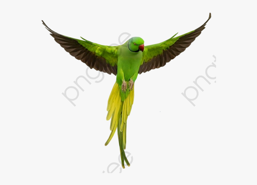 Flying Green Parrot Flying Bird Clipart Parrot - Parrot Png, Transparent Png, Free Download