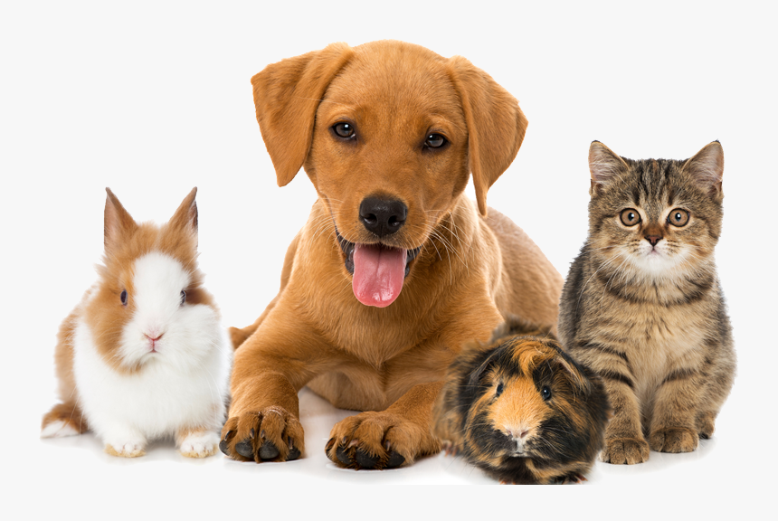 Cat dog 18. Домашние животные. Кошки и собаки. Питомцы домашние животные. Щенок и котенок.