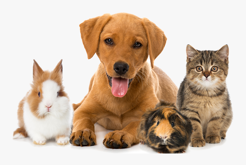 Pets - Dog Cat Guinea Pig, HD Png Download, Free Download