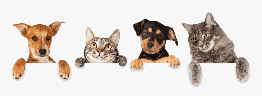 Cats And Dogs - Dogs And Cats Hanging, HD Png Download, Free Download