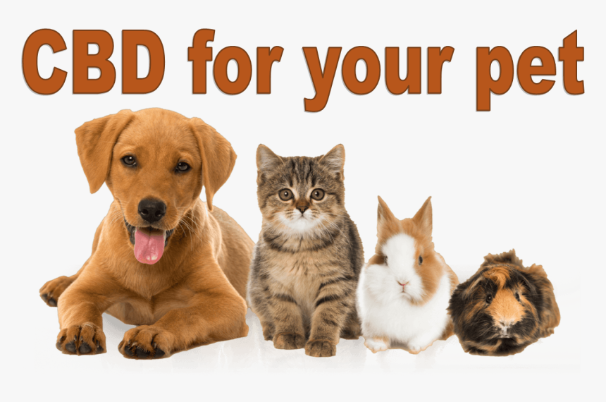 Dog Cat Guinea Pig, HD Png Download, Free Download