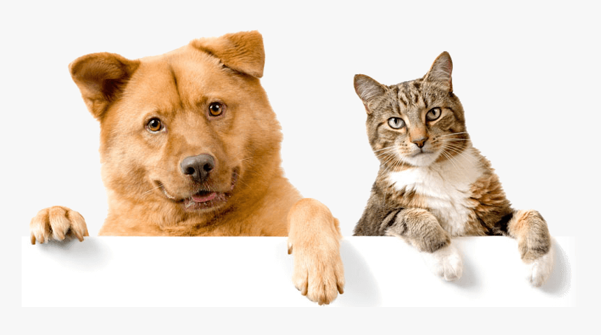 Healthy-pets - Domestic Cats And Dogs, HD Png Download, Free Download