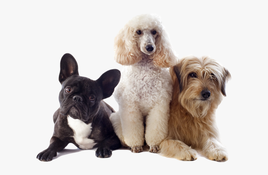 Transparent Pictures Of Dogs, HD Png Download, Free Download