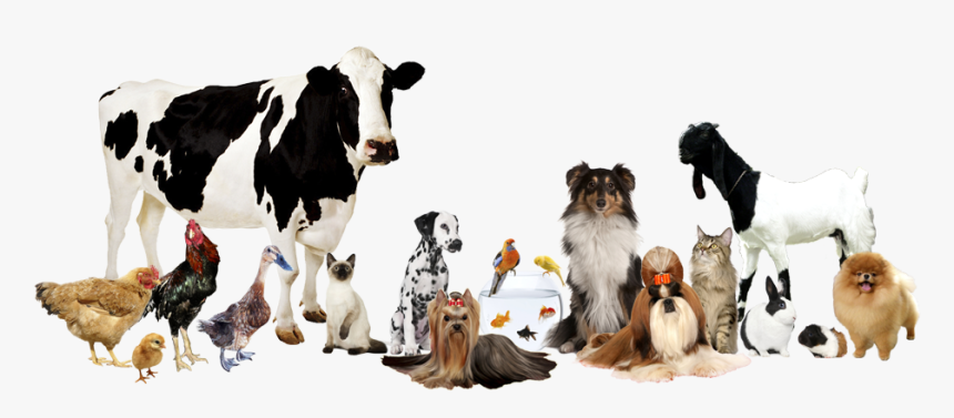 Slider - Flashcards Animales Granja Reales, HD Png Download, Free Download