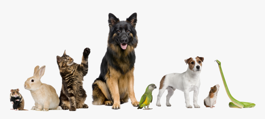 Dogs, Gerbils, Cat, Rabbit, Snake And Parrot Lined - Group Of Pets, HD Png Download, Free Download