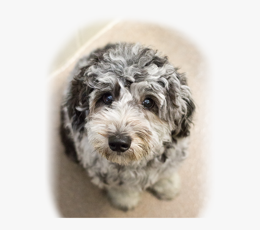 Animal Hospital In Ocala - Yorkipoo, HD Png Download, Free Download
