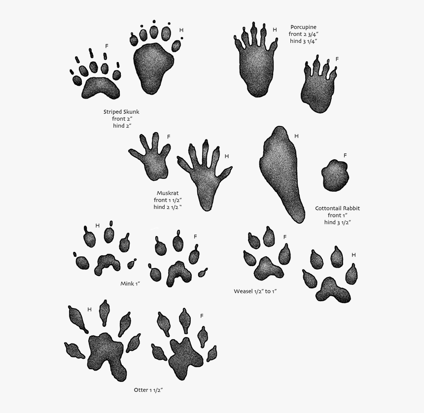 Animal Footprints Png - Water Animal Footprints, Transparent Png, Free Download